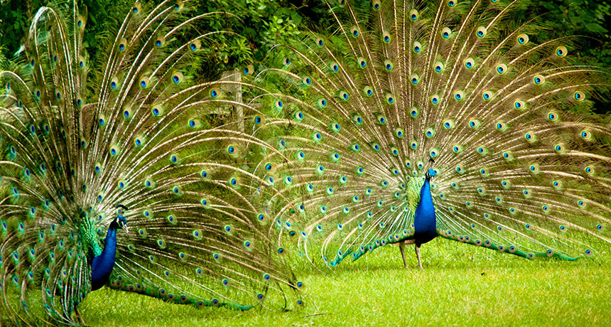 Peacocks