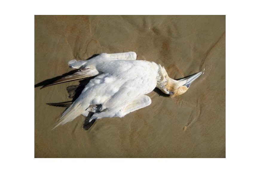 Dead Northern Gannet