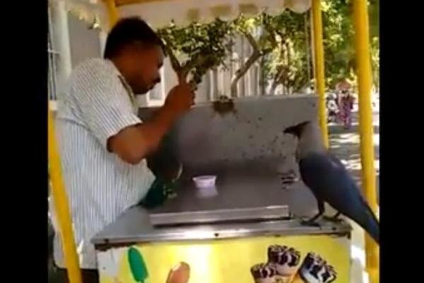 Crow and ice cream