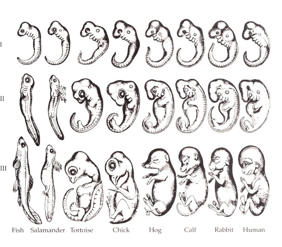 embryo development