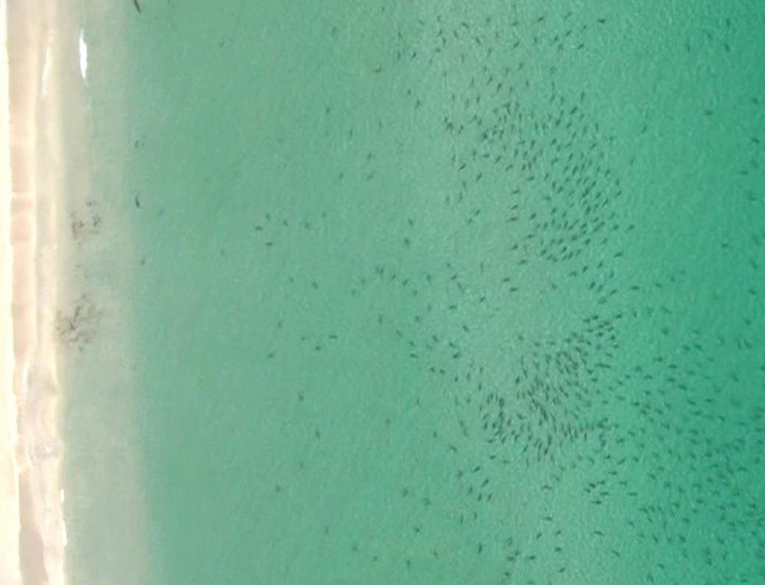 Click to enlarge blacktip sharks florida