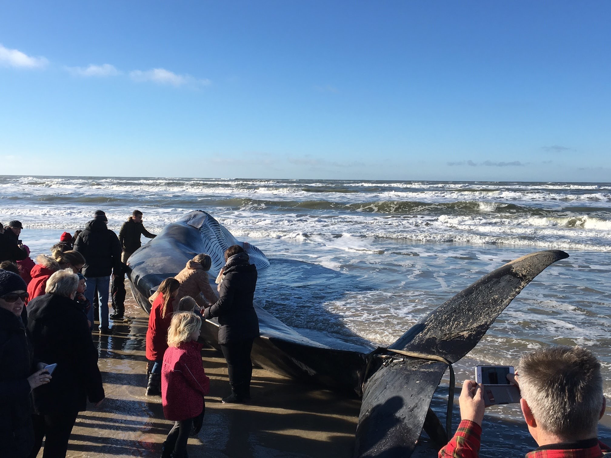 Dead fin whale