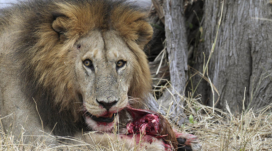 lion eating prey