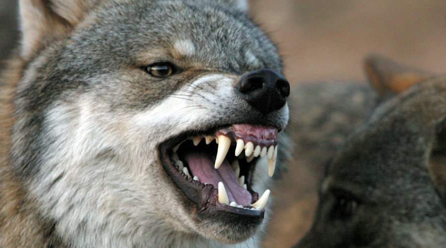 Angry wolf