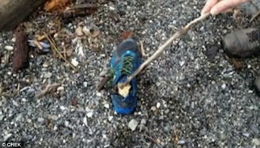 foot shoe canada