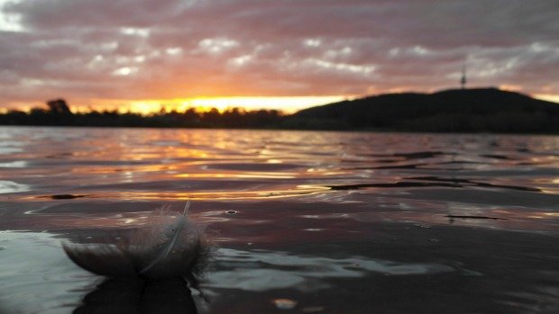 Click to enlarge Feather in waterflow