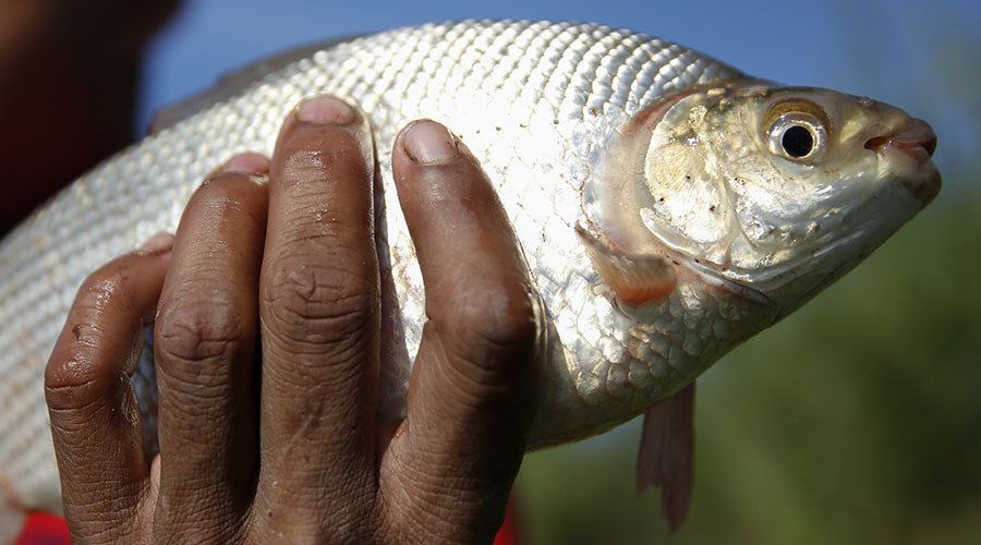 pharmaceutical drugs fish