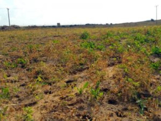 Click to enlarge Gaza pesticide spraying