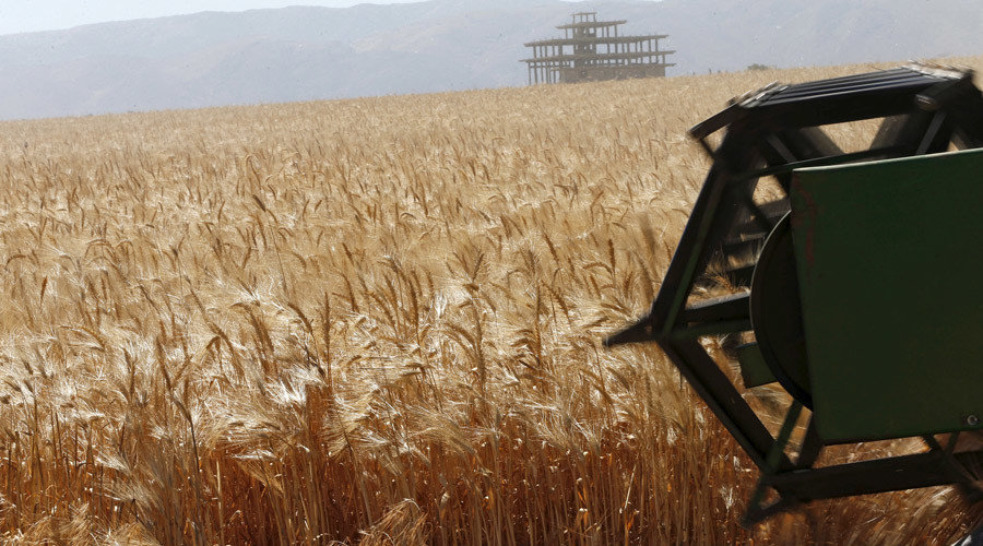 Click to enlarge Grain field