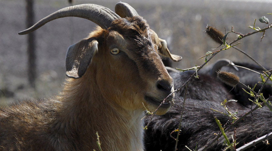 Goats