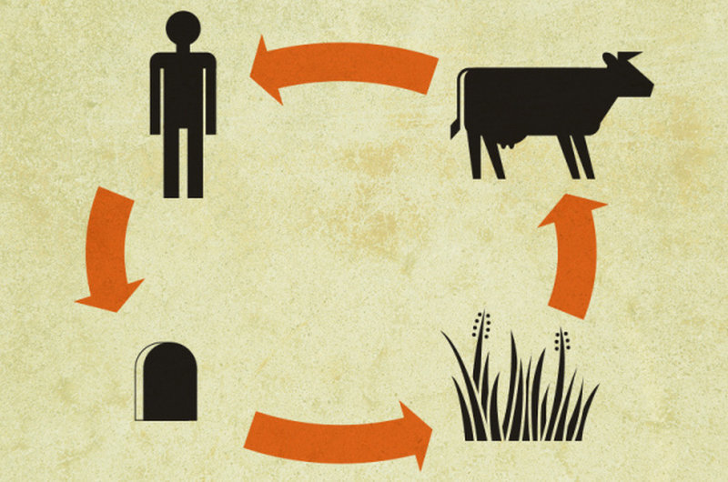 cyclical view of food chain