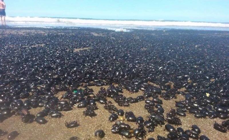 Beetle invasion 