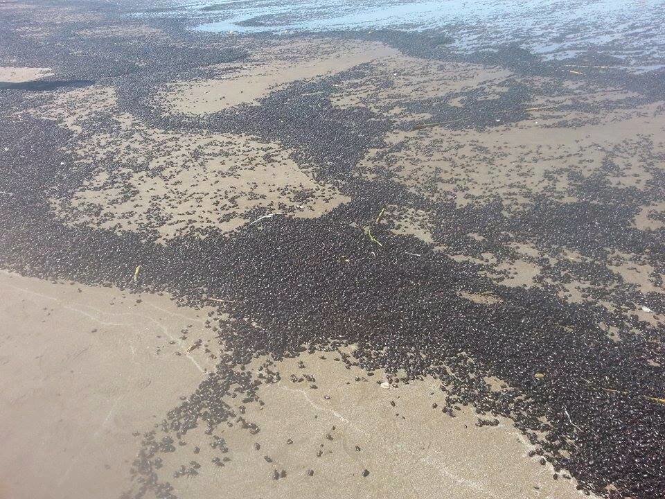 Beetles