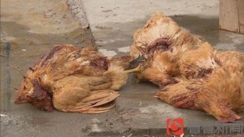 Dead chickens