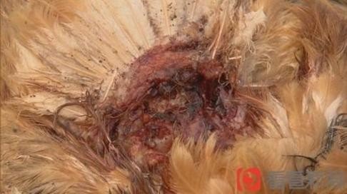 A close-up photograph of the bloody wound left behind on the carcass of one of the dead chickens. 