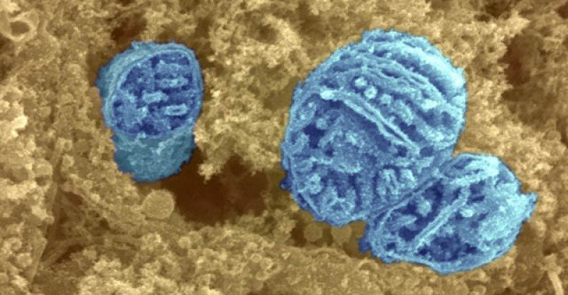 Click to enlarge mitochondria