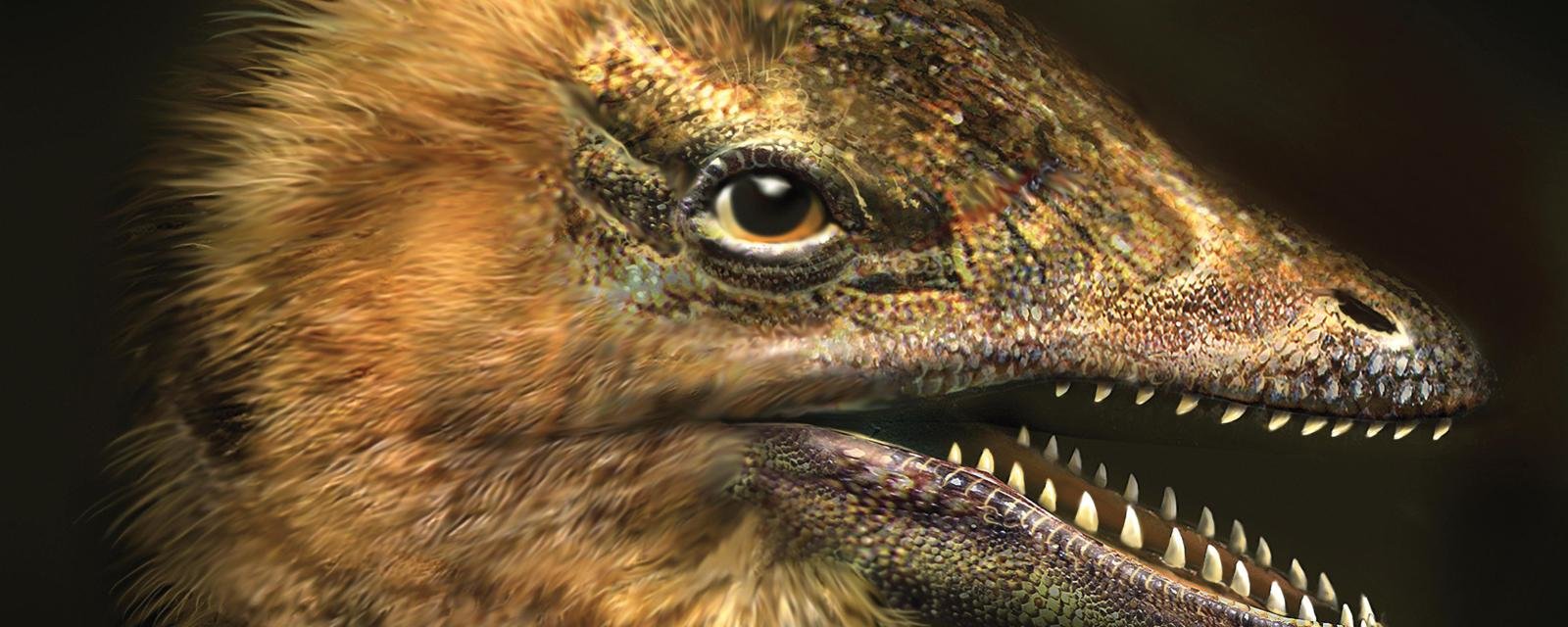 Click to enlarge chicken dinosaur face