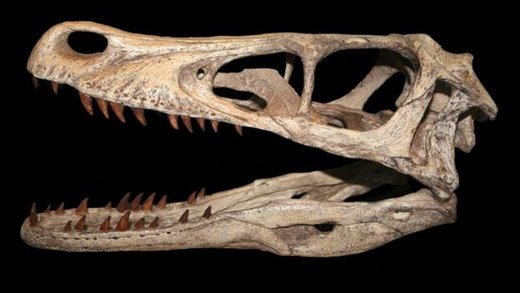 Click to enlarge Velociraptor