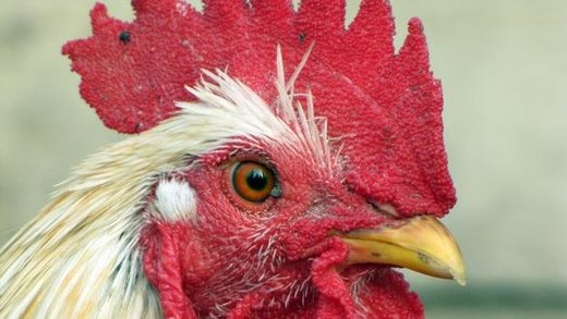 Click to enlarge chicken