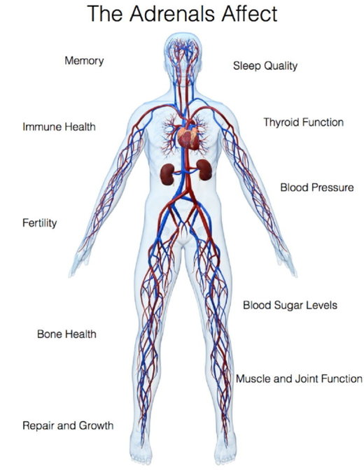 Adrenal glands