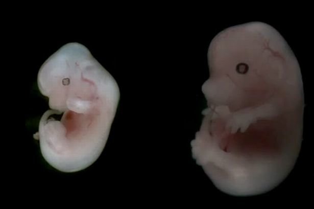 embryos