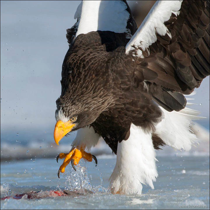 Click to enlarge Steller's sea eagle