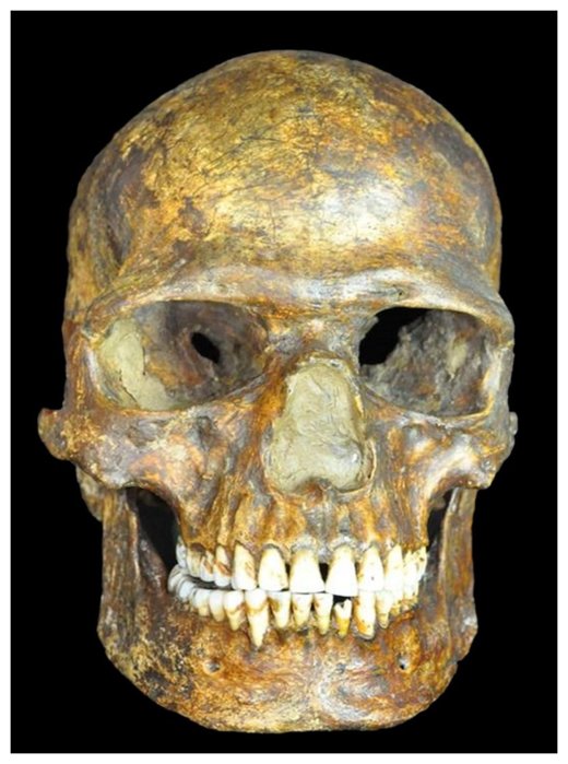 Click to enlarge Ancient Skull
