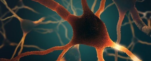 Neurons