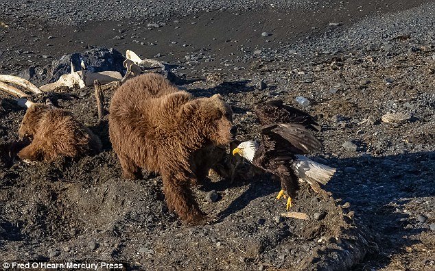 Bear and eagle