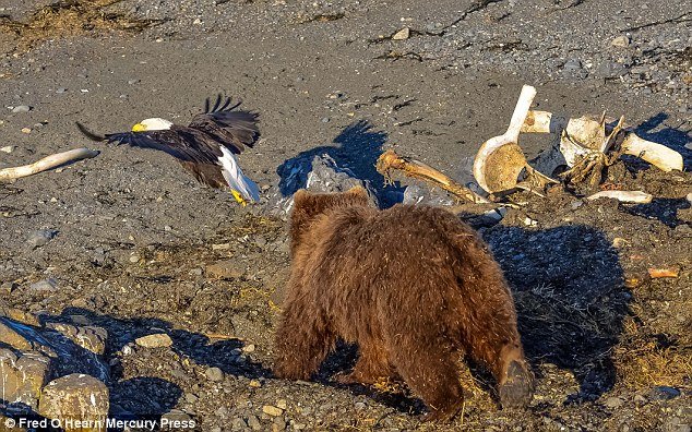 One eagle got far to close to the bear's cub and its food angering the large animal into action 