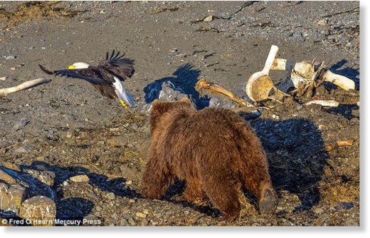 One eagle got far to close to the bear's cub and its food angering the large animal into action 