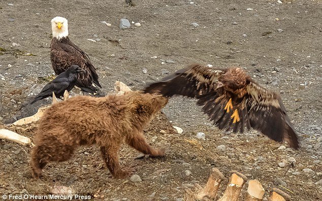 The bear then attacks the eagle and ends up swatting it to the ground with its large paws 