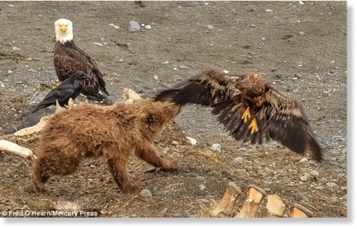 The bear then attacks the eagle and ends up swatting it to the ground with its large paws 