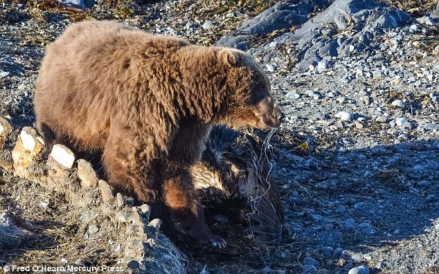 Click to enlarge Once on the ground, the bear made sure the eagle was not going to threaten her cub any further