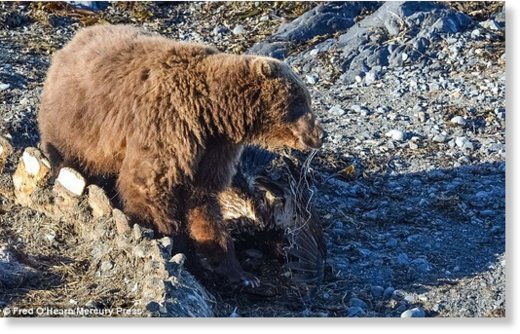 Once on the ground, the bear made sure the eagle was not going to threaten her cub any further 