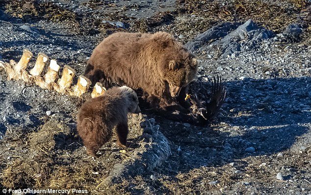 Click to enlarge The cub even wandered over to make sure the eagle who was eyeing up his dinner was no longer a threat