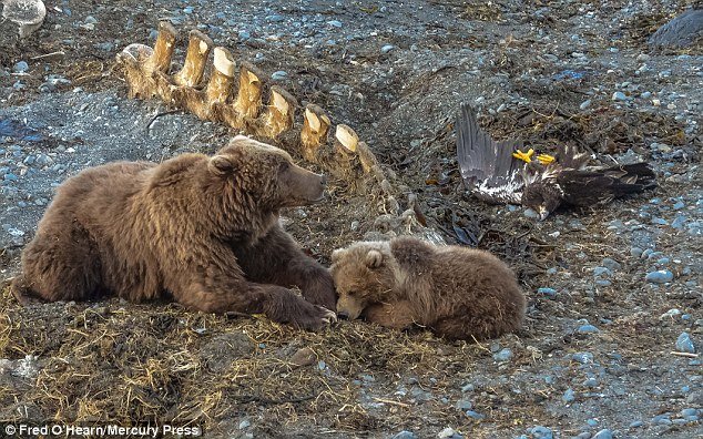 Click to enlarge The eagle was left on the floor with a broken back and unable to fly while the two bears enjoyed a nap