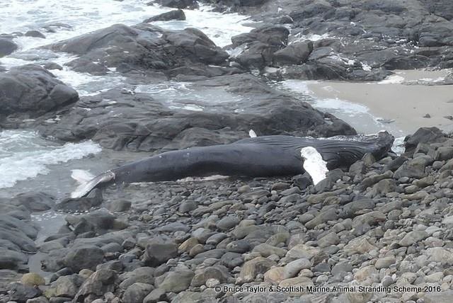 Dead humpback whale