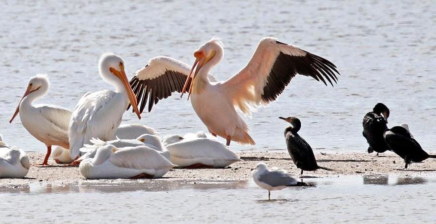 A great white pelican 