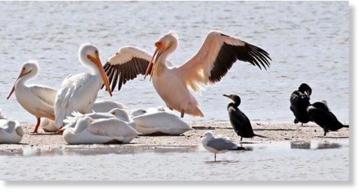 A great white pelican 