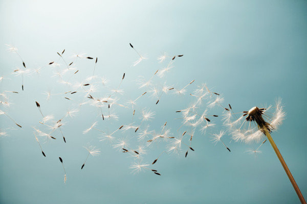 Click to enlarge slowing down, wind blowing seeds