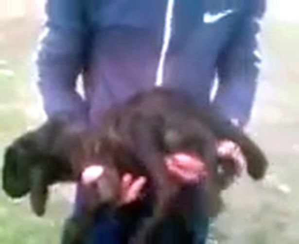 Bizarre: The lamb was born with two penises and seven legs 