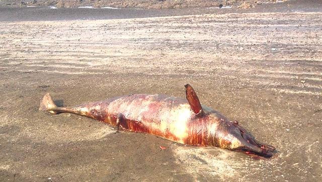  A 10-foot-long dolphin was found on Wednesday morning at Bhuigaon beach in Vasai. 