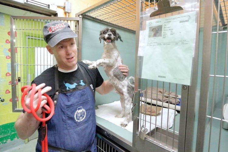 Dog groomer