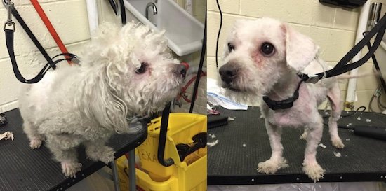 Click to enlarge Doggies