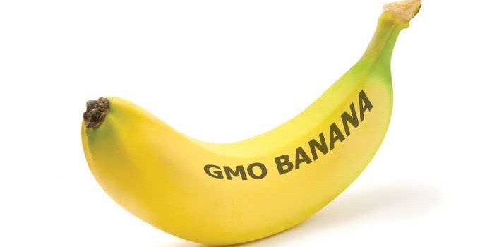 GMO banana
