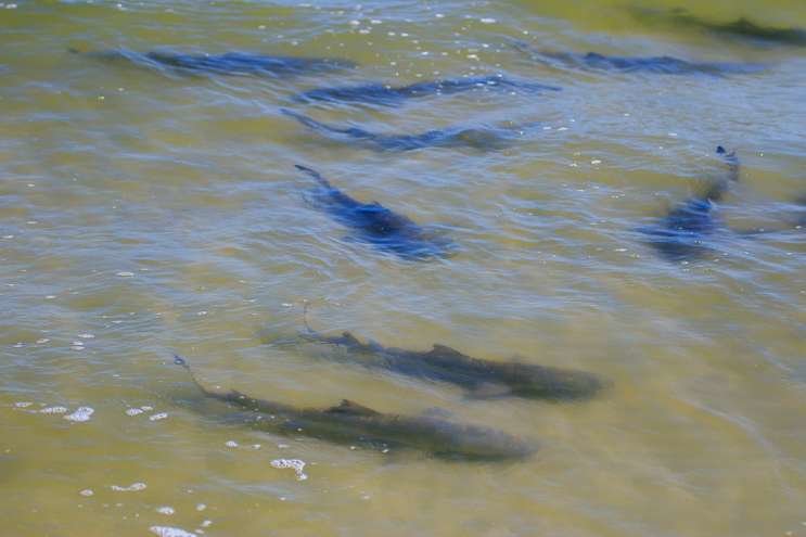 Lemon sharks