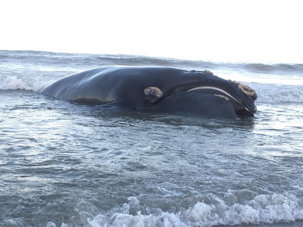 Southern-Right whale