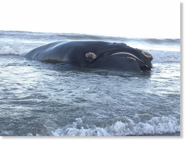 Southern right whale found dead on beach in Cape Town, South Africa ...