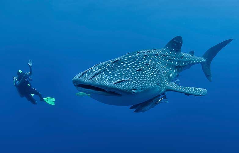 a whale shark